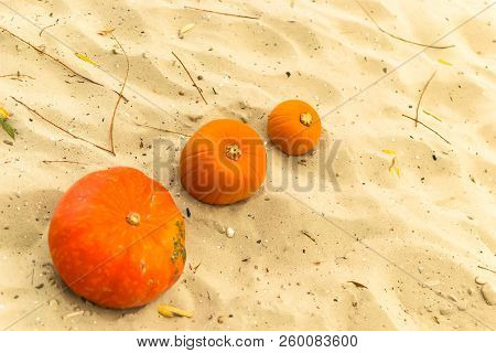 Pumpkin In Nature. Autumn Holiday Harvest Festival Halloween. Day Of The Dead. Hallowmas