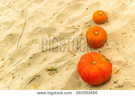 Pumpkin In Nature. Autumn Holiday Harvest Festival Halloween. Day Of The Dead. Hallowmas