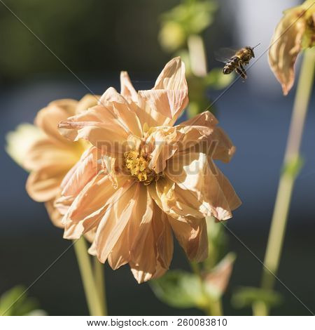Bee Flying Away From A Dull Orange Flower Of Dahlia