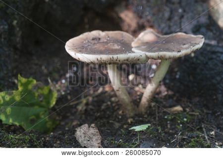 Deer Mushroom (pluteus Cervinus) Near A Birch Tree Stump