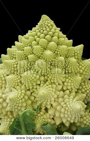 Romanesco Brokkoli, römische Blumenkohl, auf schwarzem Hintergrund