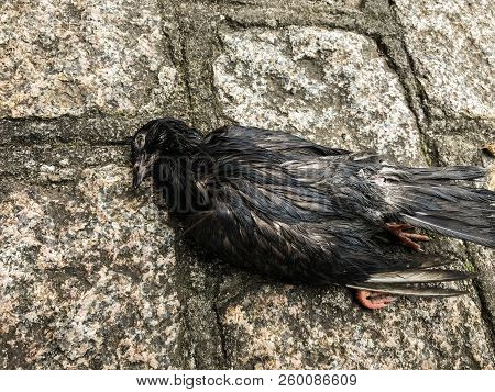 Wild Bird Dead On The Ground In A Park, With No Definite Cause Of Death, Depicting The Still Life.
