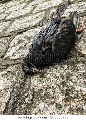 wild bird dead on the ground in a park, with no definite cause of death, depicting the still life.