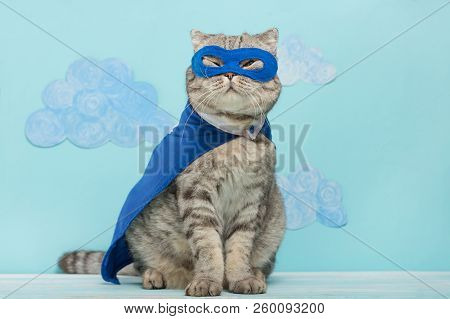 Scottish Cat Superhero In A Mask And Raincoat