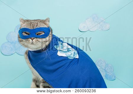 Scottish Cat Superhero In A Mask And Raincoat