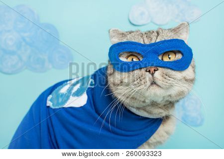 Scottish Cat Superhero In A Mask And Raincoat