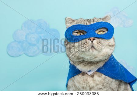 Superhero Cat, Scottish Whiskas With A Blue Cloak And Mask. The Concept Of A Superhero, Super Cat, L
