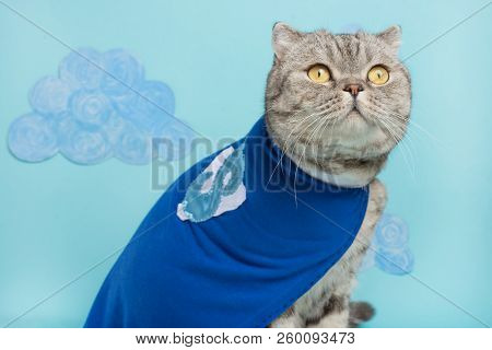Superhero Cat, Scottish Whiskas With A Blue Cloak And Mask. The Concept Of A Superhero, Super Cat, L