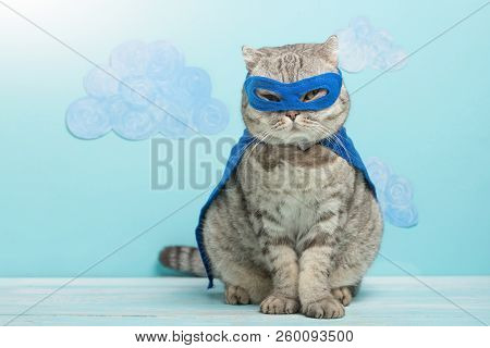 Superhero Cat, Scottish Whiskas With A Blue Cloak And Mask. The Concept Of A Superhero, Super Cat, L