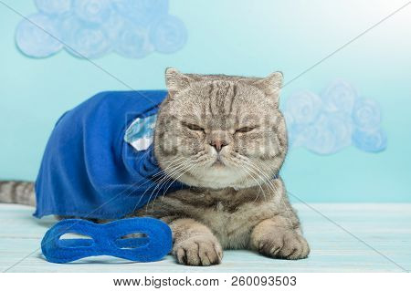 Superhero Cat, In A Blue Raincoat