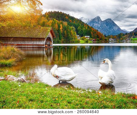 Two White Swans In Crystal Clear Water Grundlsee Lake. Beautiful Landscape Of Alps. Location: Resort
