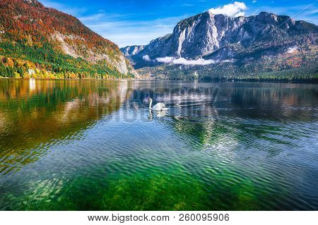 Sunny Morning On The Lake Altausseer See. Sunny Autumn Scene With Swan In The Morning. Location: Res