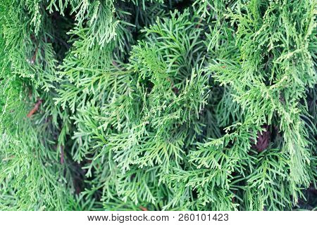 Branch Of Thuja. Close-up Photo. Background. Place For Your Text.