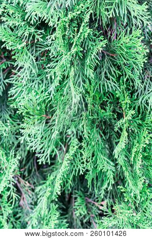 Branch Of Thuja. Close-up Photo. Background. Place For Your Text.