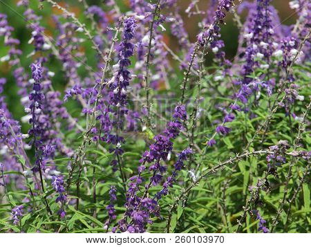 A Hummingbird Tries Out A Master Gardeners Garden Designed For Butterflies, Hummingbirds And Bees.