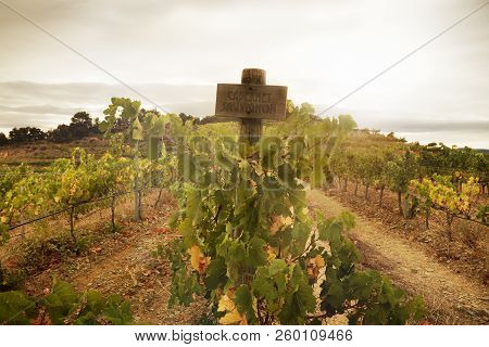 Vineyard View With A Sign Reading 