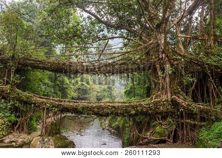Famous Double Decker living roots bridge near Nongriat village, Cherrapunjee, Meghalaya, India. This bridge is formed by training tree roots over years to knit together.