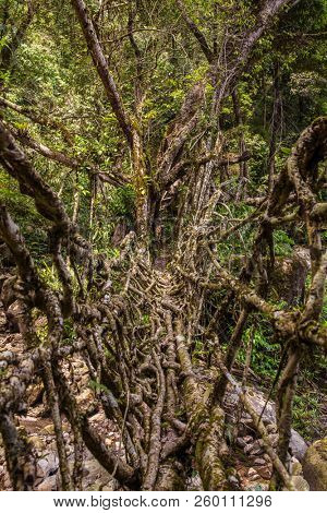 Living roots bridge near Nongriat village, Cherrapunjee, Meghalaya, India. This bridge is formed by training tree roots over years to knit together.