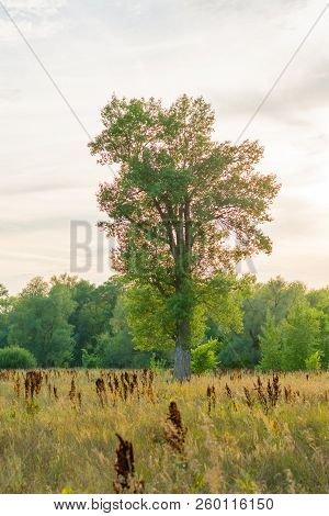 A Lonely Tree Stands In The Steppe. Evening Sunset. Landscape In The Village Of Malaya Tsarevschina,