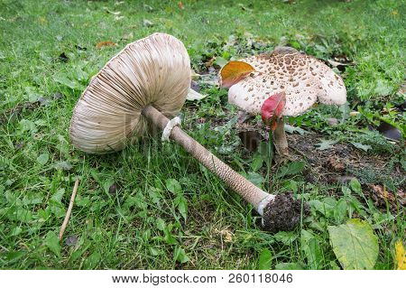 Mushrooms (macrolepiota Procera Or Lepiota Procera). Mushrooms Growing In Garden. Edible Mushrooms