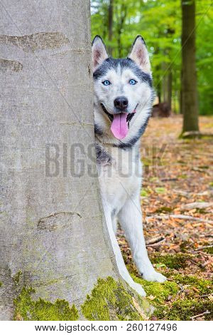 Husky Dog Looks From Behind Beech Tree Trunk In Forest