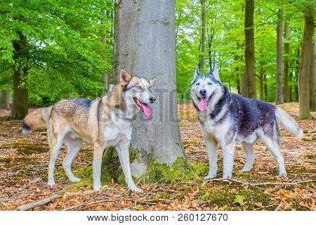Two Huskies Standing Together Near Beech Trees