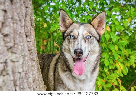 Wolfish Husky Dog Staring Next To Tree Trunk In Nature