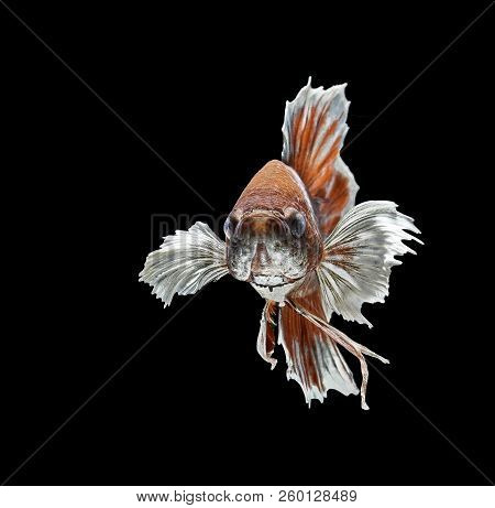 Siamese Fighting Fish Fight Red Fish, Betta Splendens, Betta Fish, Halfmoon Betta.