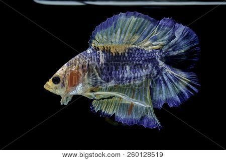 Siamese Fighting Fish Fight Blue Fish, Betta Splendens, Betta Fish, Halfmoon Betta.