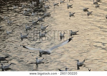 Flock Of Seagulls Floating On The Sea ( Science Name Is Charadriiformes Laridae ). Selective Focus A