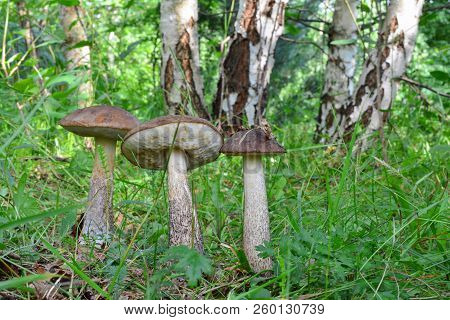 Group Of Three Brown Birch Bolete Mushrooms Or Leccinum Scabrum In Natural Habitat, Birch Forest