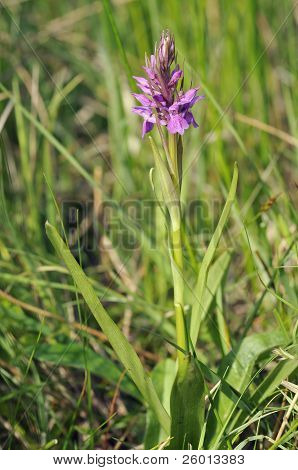 Marsh wąskich liściach storczyków