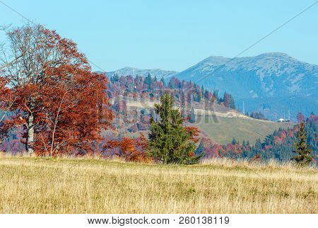 Morning Autumn Slopes (with Colorful Trees) Of Carpathians (yablunytskyj Pass, Ivano-frankivsk Oblas