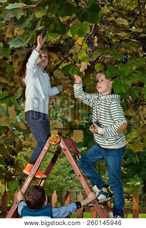 Children Tear Grapes In The Fall