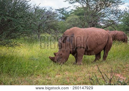 White Rhino, Waterberg Plateau National Park, Namibia