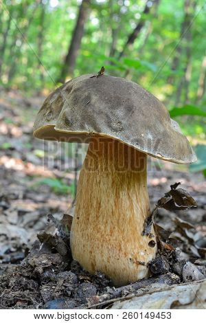 Boletus Aereus, The Dark Cep Or Bronze Bolete,  Highly Prized And Much Sought-after Edible Mushroom 