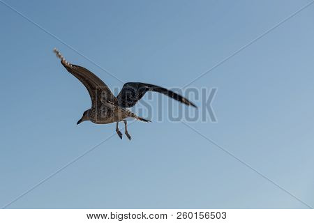 Seagull Flies With Outstretched Wings Over The Sea