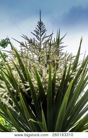 Yuka Palm Trees Flowering. Wilderness( Deer Park). Greenwich. London. Uk