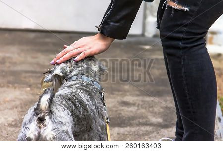 Woman Stroking Miniature Gray Schnauzer Dog Outdoor