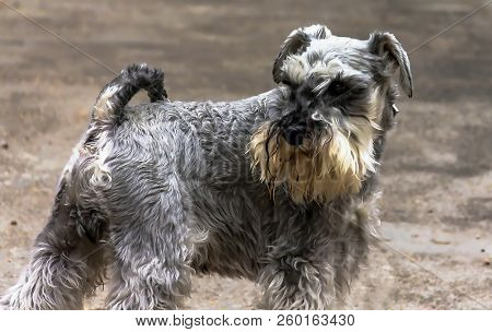 Miniature Schnauzer Dog Outdoor Portrait On Blurred Background