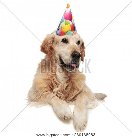 happy brithday labrador lying on white background with paws hanging looks to side