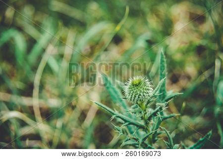 Cirsium Vulgare, Spear Thistle, Bull Thistle, Common Thistle, Short Lived Thistle Plant With Spine T