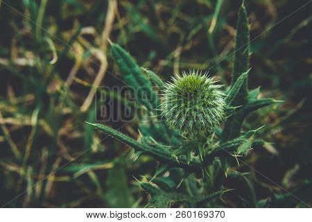 Cirsium Vulgare, Spear Thistle, Bull Thistle, Common Thistle, Short Lived Thistle Plant With Spine T