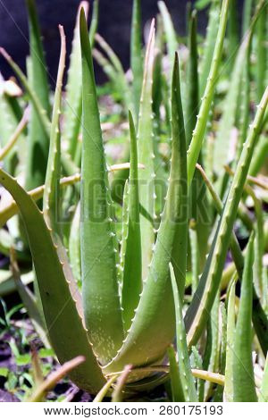 Aloe Vera Garden, Plantation Aloe Vera Farm Background, Aloe Vera Cosmetics Ingredients With Substan