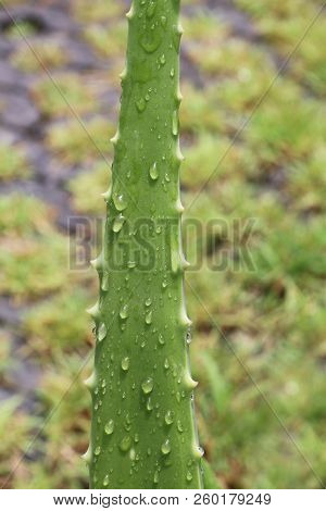 Aloe Vera Garden, Plantation Aloe Vera Farm Background, Aloe Vera Cosmetics Ingredients With Substan