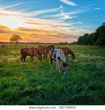 Grazing Horses In Autumn On A Horse Pasture