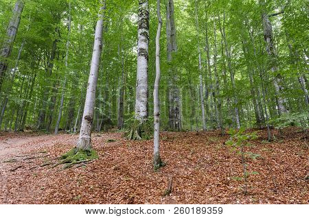 Landscape In The Backwoods Of The Forest In Spring