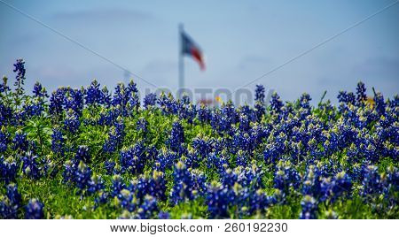 Hillside Bluebonnets Growing In Spring Time In Central Texas , A Colorful Blue Display Of Spring Sea