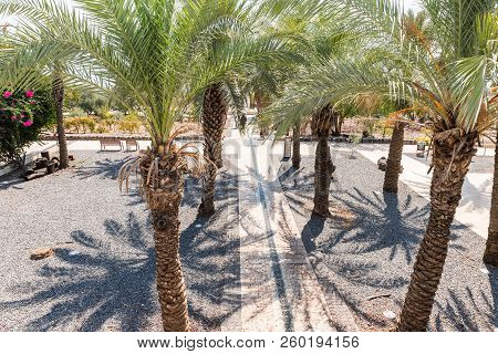 Alley Seated With Date Palms In Capernaum (cafarnaum) National Park Located On The Coast Of The Sea 