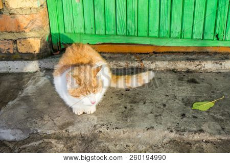 Homeless White And Red Kitten Sitting On The Ground And Begging To The House